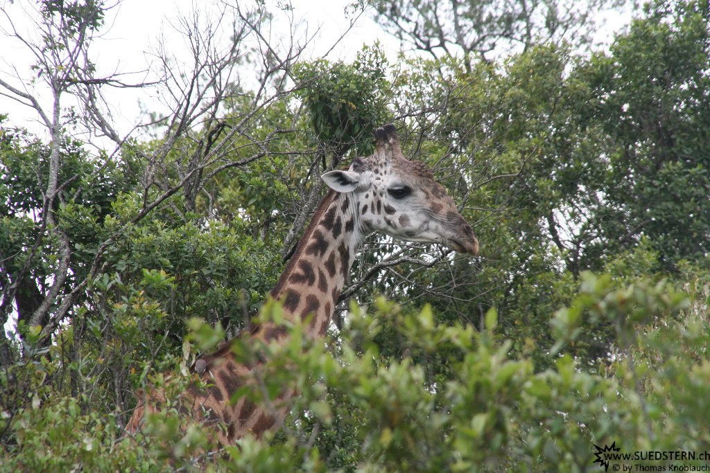 IMG 8506-Kenya, giraffe in Masai Mara bush